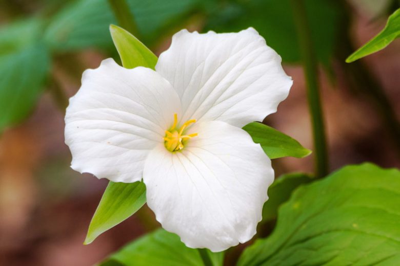 Trillium grandiflorum, White Trillium, American Wake-Robin, American Wood Lily, Large White Wood Lily , White Wake Robin, Wake-Robin, Snow Trillium