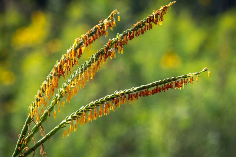 Tripsacum dactyloides, Eastern Gamagrass, Fakahatchee Grass, Eastern Gamma Grass, Eastern Mock Grama, Coix dactyloides, Perennial grass, Drought tolerant grass