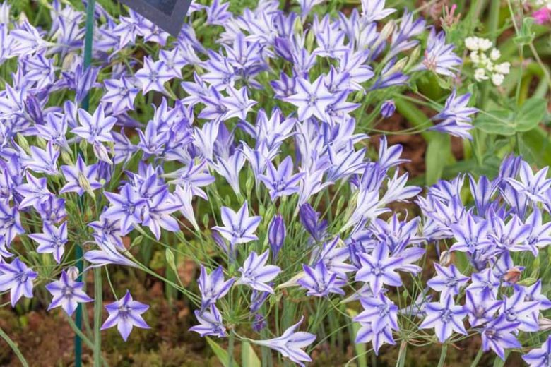 Triteleia Rudy, Rudy Triteleia, Ithuriel's Spear Rudy, Triplet Lily Rudy, Grassnut Rudy, Spring Bulbs, Spring Flowers, Blue Flowers