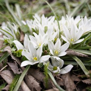 Triteleia hyacinthina, White Brodiaea, Hyacinth Brodiaea, Spring Bulbs, Spring Flowers, Fragrant Flowers, White Flowers