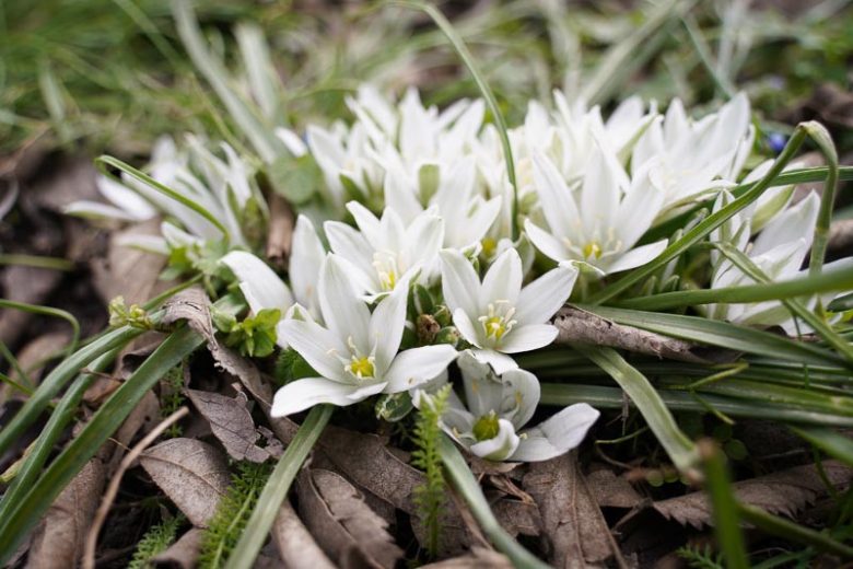 Triteleia hyacinthina, White Brodiaea, Hyacinth Brodiaea, Spring Bulbs, Spring Flowers, Fragrant Flowers, White Flowers