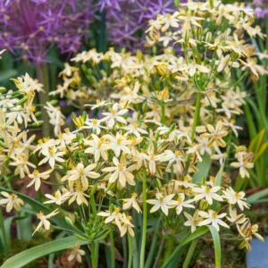 Triteleia ixioides Starlight, Starlight Triteleia, Ithuriel's Spear Starlight, Triplet Lily Starlight, Grassnut Starlight, Spring Bulbs, Spring Flowers, Yellow Flowers