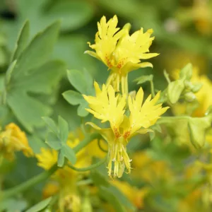 Tropaeolum peregrinum, Canary Creeper, Canary Bird Flower, Yellow Flowers
