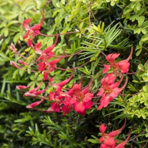 Tropaeolum speciosum, Flame Nasturtium, Scottish Flame Flower, Flame Creeper, Flame Flower, Flame Indian Cress, Red Flowers