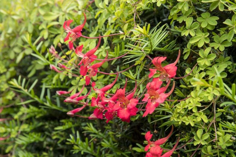 Tropaeolum speciosum, Flame Nasturtium, Scottish Flame Flower, Flame Creeper, Flame Flower, Flame Indian Cress, Red Flowers