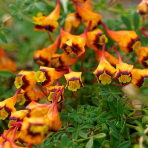 Tropaeolum tricolor, Tricolor Nasturtium, Orange Flowers, Red Flowers, Yellow Flowers, Tricolor Flowers