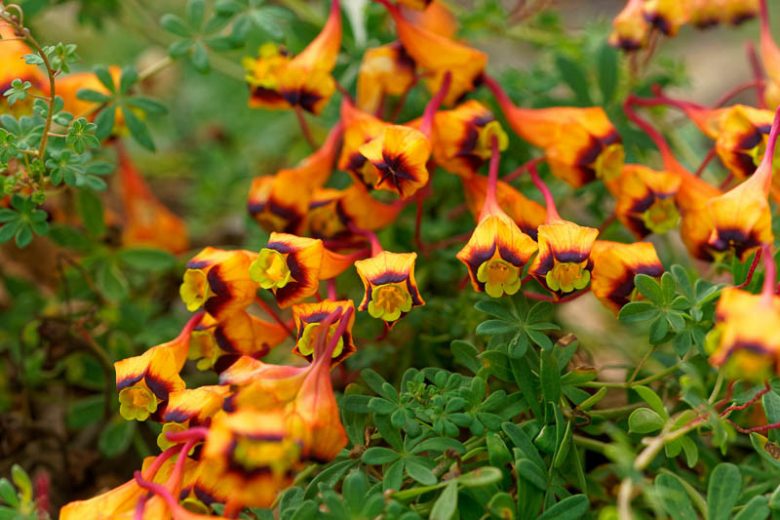 Tropaeolum tricolor, Tricolor Nasturtium, Orange Flowers, Red Flowers, Yellow Flowers, Tricolor Flowers