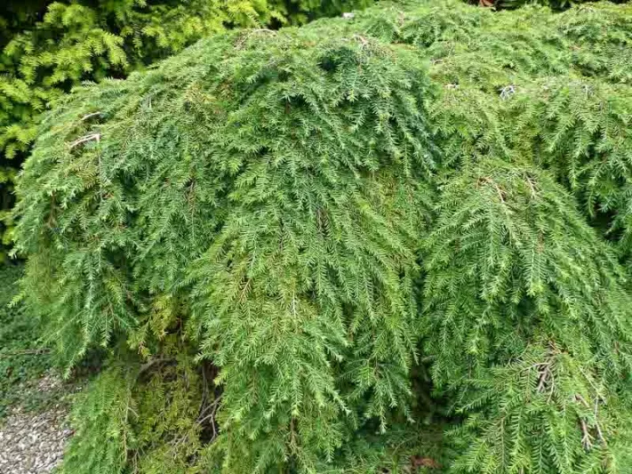 Tsuga canadensis, Eastern Hemlock, Common Hemlock, Canada Hemlock, Spruce Hemlock, White Hemlock, Evergreen Shrub, Evergreen Tree