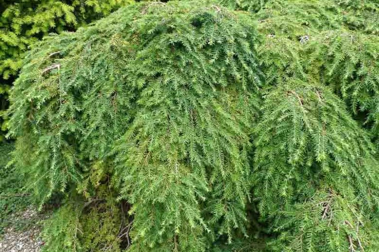 Tsuga canadensis, Eastern Hemlock, Common Hemlock, Canada Hemlock, Spruce Hemlock, White Hemlock, Evergreen Shrub, Evergreen Tree