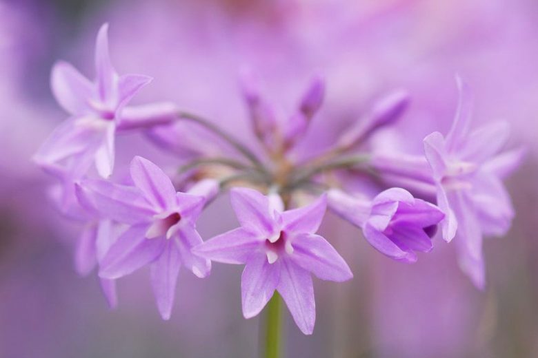 Tulbaghia Violacea, Society Garlic, Pink Agapanthus, Spring Bulbs, Spring Flowers, Spring Bulbs, Spring Flowers, Pink Flowers