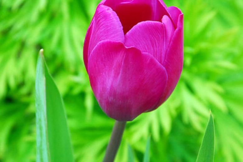 Tulipa Blue Beauty,Tulip 'Blue Beauty', Triumph Tulip 'Blue Beauty', Triumph Tulips, Spring Bulbs, Spring Flowers, Tulipe Negrita,Purple Tulip