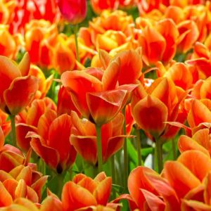 Tulipa Calypso,Tulip 'Calypso', Greigii Tulip 'Calypso', Greigii Tulips, Spring Bulbs, Spring Flowers, Tulipe Cape Cod,Greigii Tulips, Orange Tulips, Tulipes Greigii