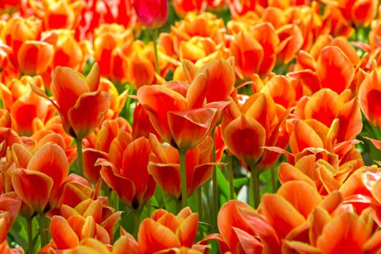Tulipa Calypso,Tulip 'Calypso', Greigii Tulip 'Calypso', Greigii Tulips, Spring Bulbs, Spring Flowers, Tulipe Cape Cod,Greigii Tulips, Orange Tulips, Tulipes Greigii