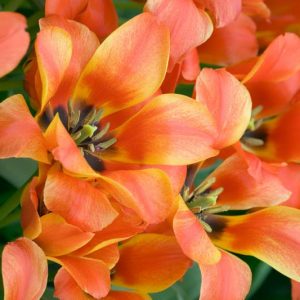 Tulipa 'Compostella',Tulip 'Compostella', Greigii Tulip 'Compostella', Greigii Tulips, Spring Bulbs, Spring Flowers, Tulipe Quebec, orange tulips