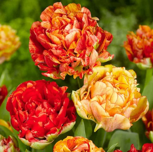 Tulipa 'Gudoshnik Double',Tulip 'Gudoshnik Double', Double Late Tulip 'Gudoshnik Double', Double Late Tulips, Spring Bulbs, Spring Flowers, Orange Tulips, Tulipes Doubles Tardives, Red Tulips, Yellow Tulips