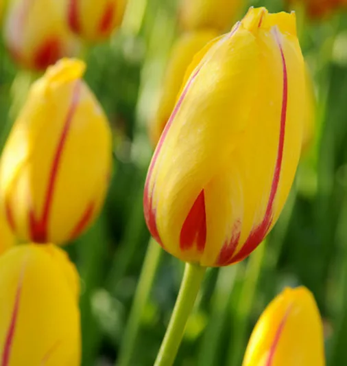 Tulipa 'La Courtine', Tulip 'La Courtine', Single Late Tulip 'La Courtine', Single Late Tulips, Spring Bulbs, Spring Flowers, Tulipe Hocus Pocus, Yellow tulips, Pink tulips, Tulipes Simples Tardives