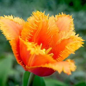 Tulipa 'Lambada', Tulip 'Lambada', Fringed Tulip 'Lambada', Fringed Tulips, Spring Bulbs, Spring Flowers, Orange Tulips, Yellow Tulips, Bicolor Tulips, Tulipes Dentelle, Salmon Tulips, Coral Tulips