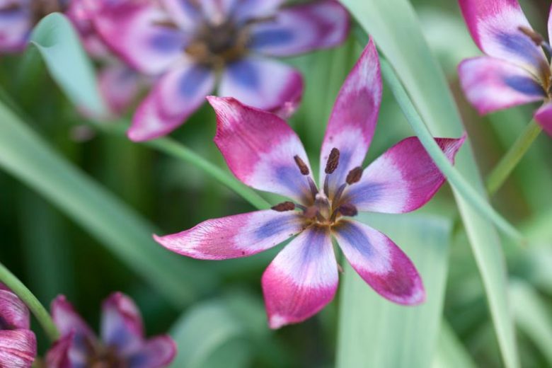 Tulipa 'Little Beauty', Tulip 'Little Beauty', Tulipa humilis 'Little Beauty', Botanical Tulip, Tulip Species, Rock Garden Tulip, Wild Tulip
