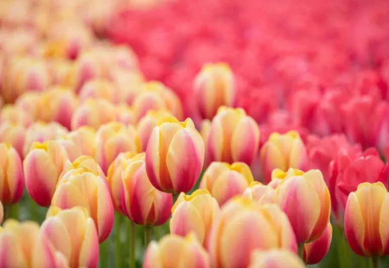 Tulipa 'Marit', Tulip 'Marit', Darwin Hybrid Tulip 'Marit', Darwin Hybrid Tulips, Spring Bulbs, Spring Flowers, Red Tulip, Yellow Tulip, Bi-color Tulip