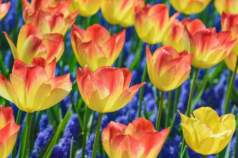 Tulipa 'Suncatcher',Tulip 'Suncatcher', Triumph Tulip 'Suncatcher', Triumph Tulips, Spring Bulbs, Spring Flowers, Red Tulip, Bicolor Tulip, Yellow Tulip