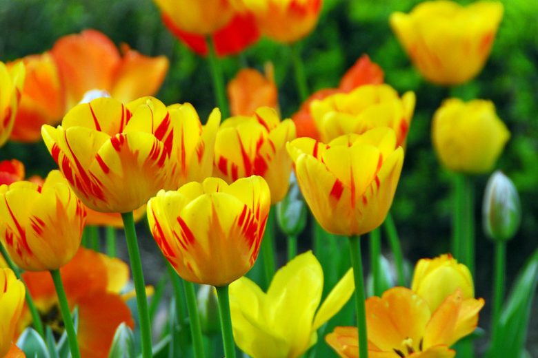 Tulipa 'World Expression' , Tulip 'World Expression', Single Late Tulip 'World Expression', Single Late Tulips, Spring Bulbs, Spring Flowers, Bicolor Tulip, Yellow Tulip, Single Late Tulip