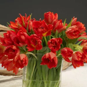 Tulipa 'Abba',Tulip 'Abba', Double Early Tulip Abba', Double Early Tulips, Spring Bulbs, Spring Flowers,Tulipe Abba,Double Red Tulip, Red Tulip