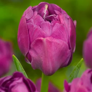 Tulipa 'Abigail',Tulip 'Abigail', Double Late Tulip 'Abigail', Double Late Tulips, Spring Bulbs, Spring Flowers, Tulipe Abigail, Purple Tulips, Late spring tulips, Tulipes Doubles Tardives
