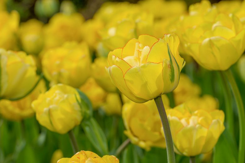 Tulipa 'Akebono', Tulip 'Akebono', Darwin Hybrid Tulip 'Akebono', Darwin Hybrid Tulips, Spring Bulbs, Spring Flowers, Yellow Tulip, Double Late Tulip