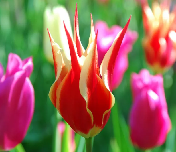 Tulipa Aladdin's Record, Tulip 'Aladdin's Record', Lily-Flowered Tulip 'Aladdin's Record', Lily-Flowering Tulip 'Aladdin's Record', Lily-Flowered Tulips, Spring Bulbs, Spring Flowers, Bicolor Tulips