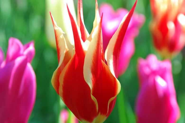 Tulipa Aladdin's Record, Tulip 'Aladdin's Record', Lily-Flowered Tulip 'Aladdin's Record', Lily-Flowering Tulip 'Aladdin's Record', Lily-Flowered Tulips, Spring Bulbs, Spring Flowers, Bicolor Tulips