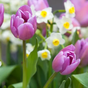 Tulipa 'Alibi',Tulip 'Alibi', Triumph Tulip 'Alibi', Triumph Tulips, Spring Bulbs, Spring Flowers, Purple Tulip