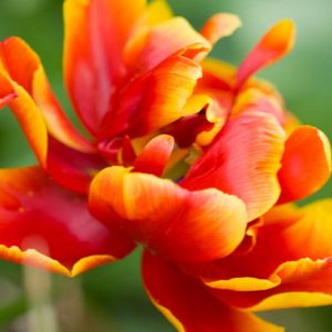 Tulipa 'Allegretto',Tulip 'Allegretto', Double Late Tulip 'Allegretto', Double Late Tulips, Spring Bulbs, Spring Flowers, Tulipe Allegretto, Bicolor tulips, Tulipes Doubles Tardives