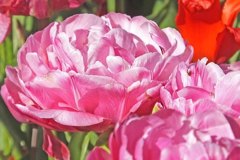 Tulipa 'Amazing Grace',Tulip 'Amazing Grace', Double Late Tulip 'Amazing Grace', Double Late Tulips, Spring Bulbs, Spring Flowers, Pink Tulip, Double Late Tulip