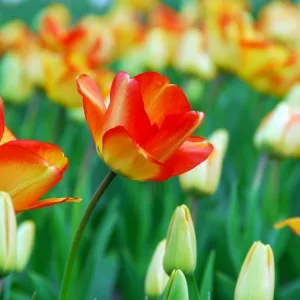 Tulipa 'American Dream', Tulip 'American Dream', Darwin Tulip 'American Dream', Darwin Tulips, Spring Bulbs, Spring Flowers,Tulipe American Dream, Darwin Tulip, Bicolor Tulip, Yellow Tulip, Tulipe Darwin