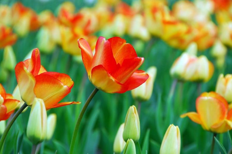 Tulipa 'American Dream', Tulip 'American Dream', Darwin Tulip 'American Dream', Darwin Tulips, Spring Bulbs, Spring Flowers,Tulipe American Dream, Darwin Tulip, Bicolor Tulip, Yellow Tulip, Tulipe Darwin