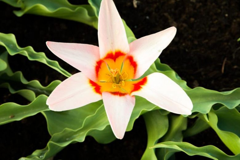 Tulipa Ancilla,Tulipe Ancilla, Tulip 'Ancilla', Kaufmanniana Tulip 'Ancilla', Waterlily Tulip 'Ancilla', Kaufmanniana Tulips, Spring Bulbs, Spring Flowers, Cream Tulip, Bicolored Tulip, Red Tulip
