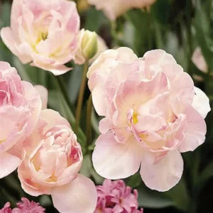 Tulipa 'Angelique', Tulip 'Angelique', Double Late Tulip 'Angelique', Double Late Tulips, Spring Bulbs, Spring Flowers, Pink Tulip, Double Late Tulip
