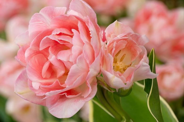 Tulipa 'Annelinde',Tulip 'Annelinde', Double Late Tulip 'Annelinde', Double Late Tulips, Spring Bulbs, Spring Flowers, Pink Tulip, Double Late Tulip