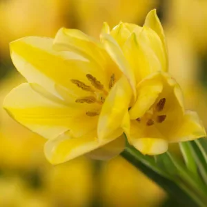 Tulipa Antoinette, Tulip 'Antoinette', Single Late Tulip 'Antoinette', Single Late Tulips, Spring Bulbs, Spring Flowers, Tulipe Antoinette, Yellow tulips, Tulipes Simples Tardives
