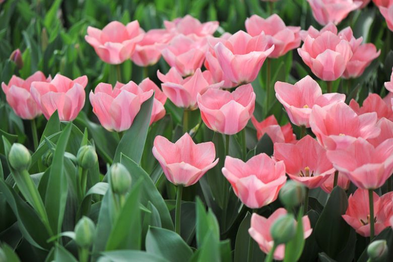 Tulipa Apricona,Tulip 'Apricona', Triumph Tulip 'Apricona', Triumph Tulips, Spring Bulbs, Spring Flowers, Tulipe Gabriella, Pink Tulips, Tulipes Triomphe