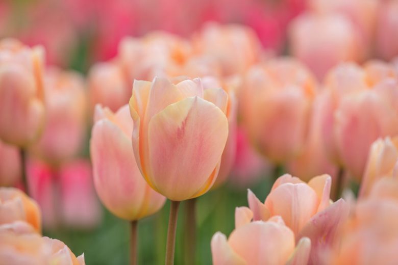 Tulip 'Apricot Beauty', Tulipa 'Apricot Beauty, Single Early Tulip 'Apricot Beauty', Single Early Tulips, Spring Bulbs, Spring Flowers, Apricot Tulip