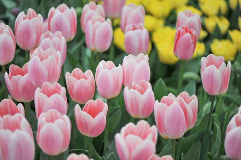 Tulipa 'Apricot Delight', Tulip 'Apricot Delight', Darwin Hybrid Tulip Apricot Delight', Darwin Hybrid Tulips, Spring Bulbs, Spring Flowers, Pink Tulip