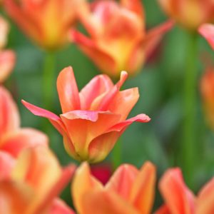 Tulipa Apricot Emperor, Tulip 'Apricot Emperor', Fosteriana Tulip 'Apricot Emperor', Fosteriana Tulips, Spring Bulbs, Spring Flowers, Tulipe Apricot Emperor, Spring Bloom, Mid Spring bloom, orange tulips