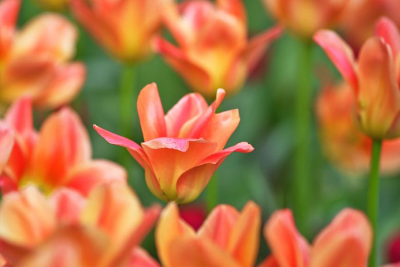 Tulipa Apricot Emperor, Tulip 'Apricot Emperor', Fosteriana Tulip 'Apricot Emperor', Fosteriana Tulips, Spring Bulbs, Spring Flowers, Tulipe Apricot Emperor, Spring Bloom, Mid Spring bloom, orange tulips