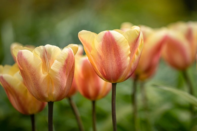 Tulipa 'Apricot Foxx',Tulip 'Apricot Foxx', Triumph Tulip 'Apricot Foxx', Triumph Tulips, Spring Bulbs, Spring Flowers, Orange Tulip, Bicolor Tulip, Apricot Tulip