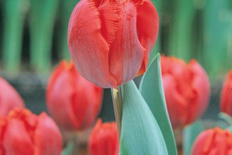 Tulipa Arma, Tulip 'Arma', Fringed Tulip 'Arma', Fringed Tulips, Spring Bulbs, Spring Flowers, Tulipe Arma, Red Tulips, Tulipes Dentelle, mid spring red tulip, AGM Tulip