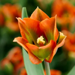 Tulipa 'Artist', Tulip 'Artist', Viridiflora Tulip 'Artist', Viridiflora Tulips, Spring Bulbs, Spring Flowers, Orange tulips, late spring tulip, late season tulip
