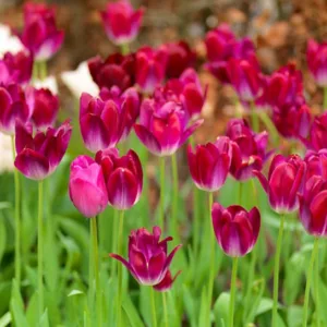 Tulipa 'Attila', Tulip 'Attila', Triumph Tulip 'Attila', Triumph Tulips, Spring Bulbs, Spring Flowers, Purple Tulips, Tulipes Triomphe, Mid spring tulips