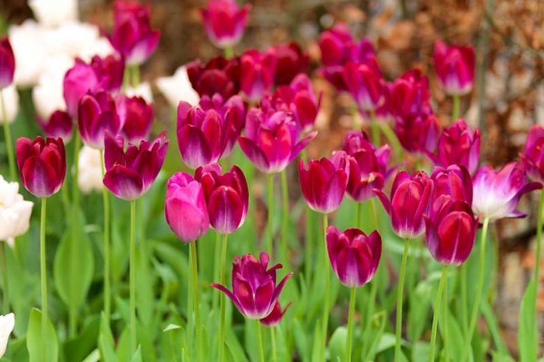 Tulipa 'Attila', Tulip 'Attila', Triumph Tulip 'Attila', Triumph Tulips, Spring Bulbs, Spring Flowers, Purple Tulips, Tulipes Triomphe, Mid spring tulips