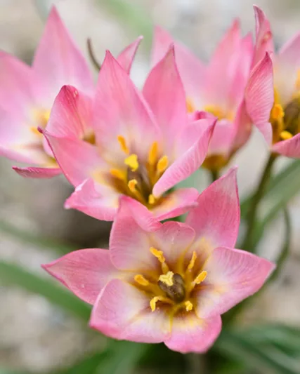 Tulipa aucheriana, Aucher's Tulip, Botanical Tulips, Wild Tulips, Rock Garden Tulips